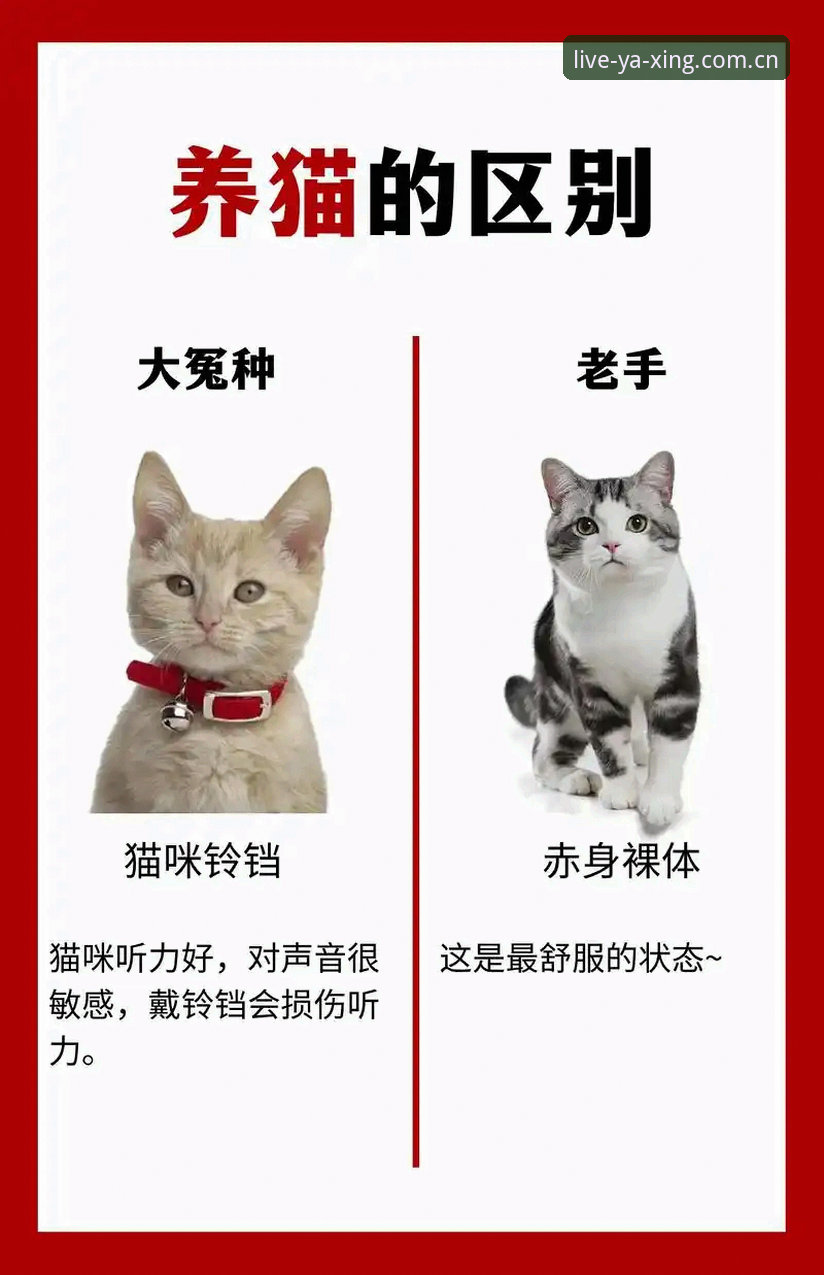 打破边界的现场V3版本 告别“看不懂就输”——新手变老手的秘密,藏在这个V3版本里